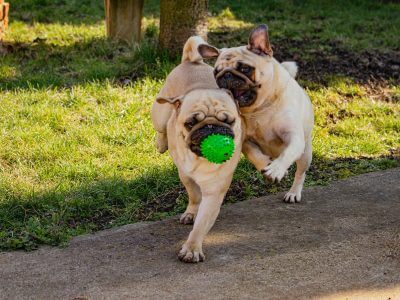 Möpse spielen miteinander