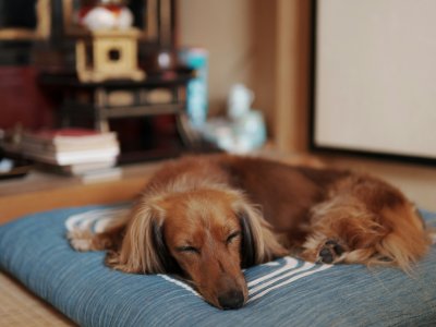 wie lange schlafen Hunde