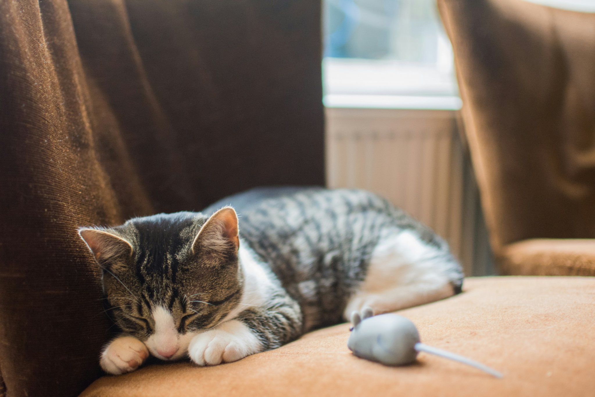 Schlafverhalten von Katzen: Warum sie so viel schlafen?