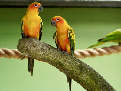 sprechende papageien