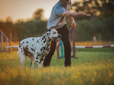 hundetraining