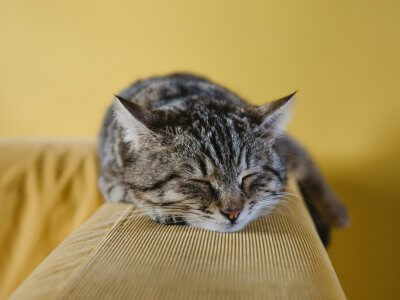 katze langweilt sich