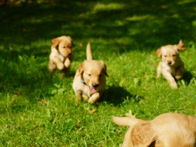welpen füttern wie oft