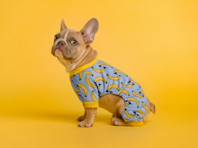 französische bulldogge