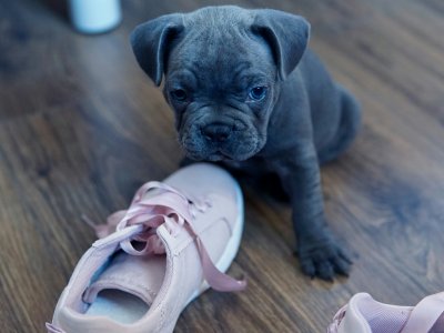 hundeschuhe