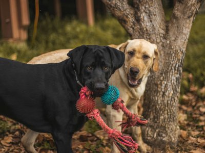 intelligenzspielzeug für hunde