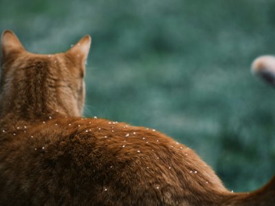 wie oft katze füttern