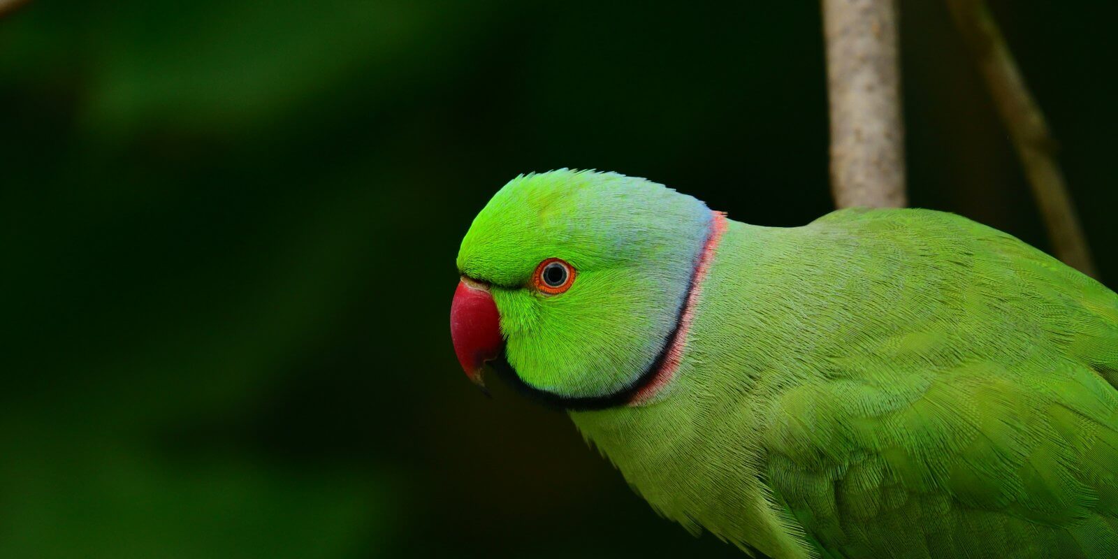 Papagei als Haustier