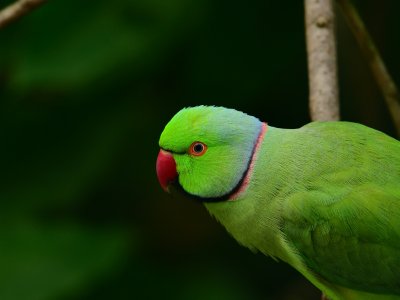 Papagei als Haustier