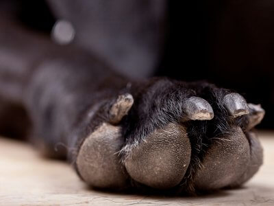 pfotenpflege beim hund
