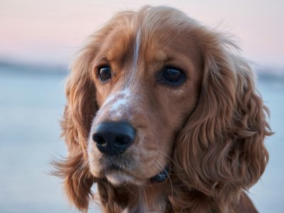 english cocker spaniel