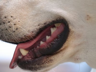 zähne bei hunden