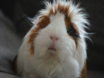 meerschweinchen pflege