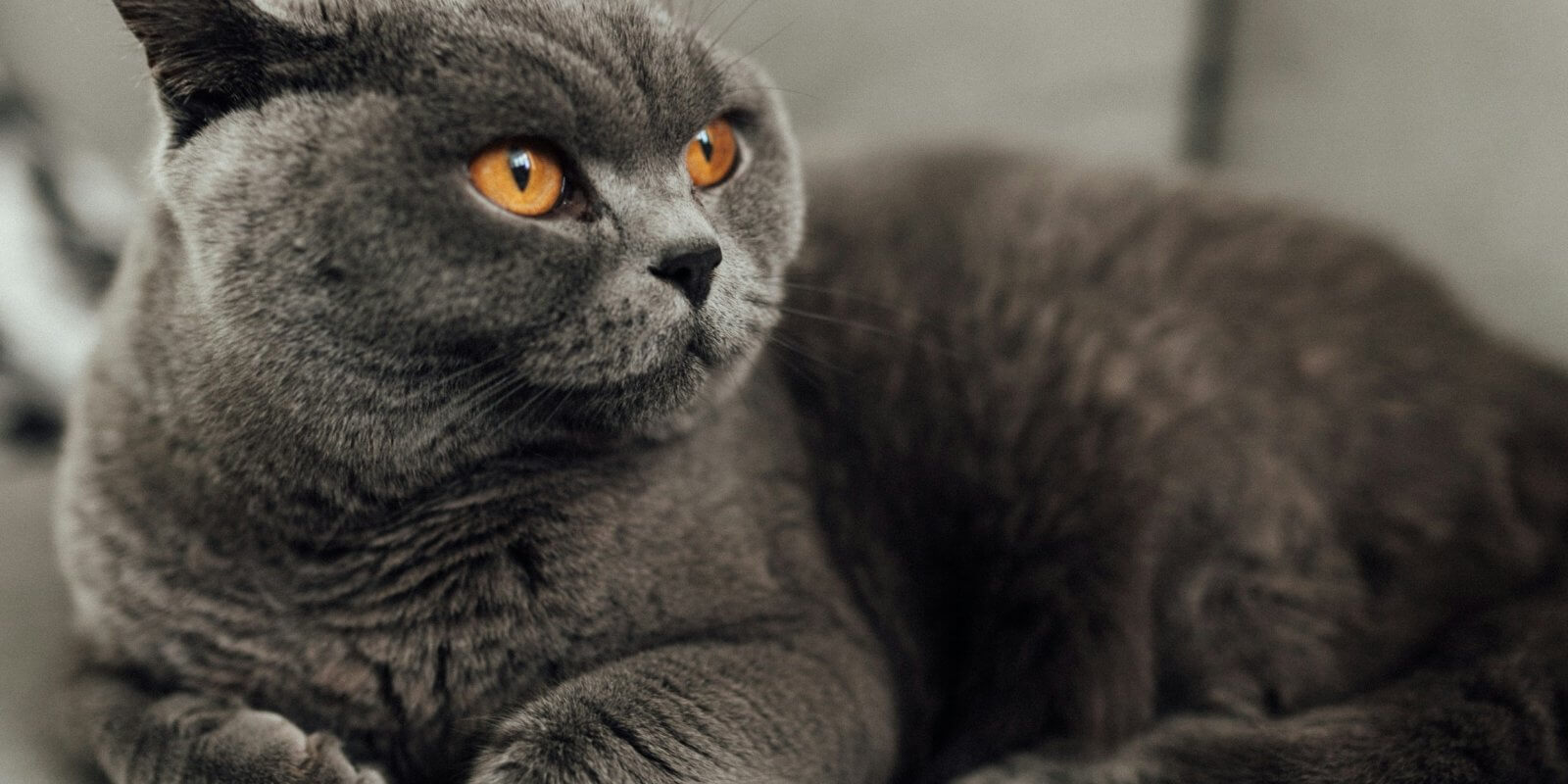 britisch kurzhaar haltung und pflege