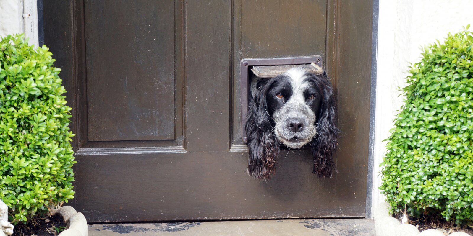hund bellt wenn jemand im treppenhaus ist