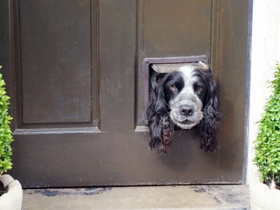 hund bellt wenn jemand im treppenhaus ist