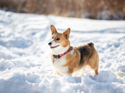freizeitaktivitäten mit hund
