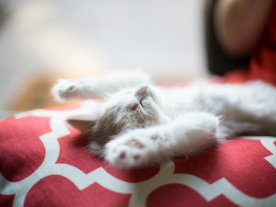 katzenstreu entsorgen