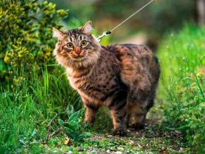 katzengras wofür ist es wichtig