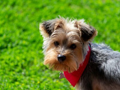yorkshire terrier charakter