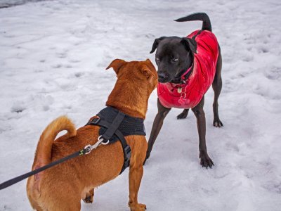 kommunikation bei hunden