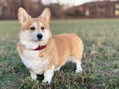 welsh corgi pembroke