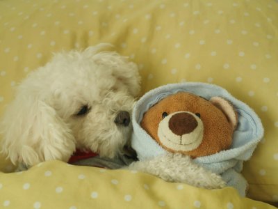 Schlafplatz für den Hund