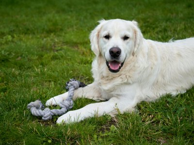 verhaltensprobleme beim hund