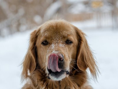 Futterstation für Hunde