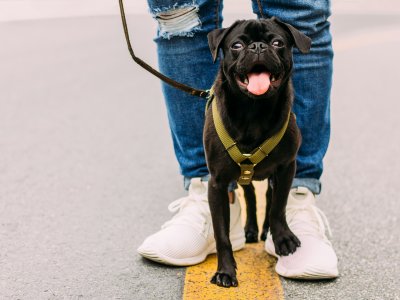 hunde füttern vor oder nach dem spaziergang