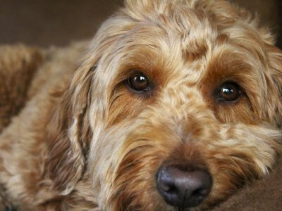 können hunde weinen