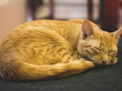 Durchfall bei Katzen