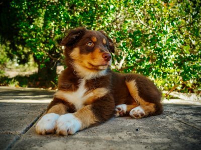 Ab wann dürfen Welpen raus