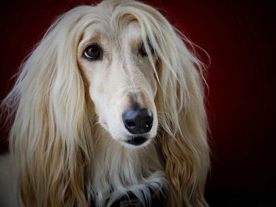 Afghanischer Windhund