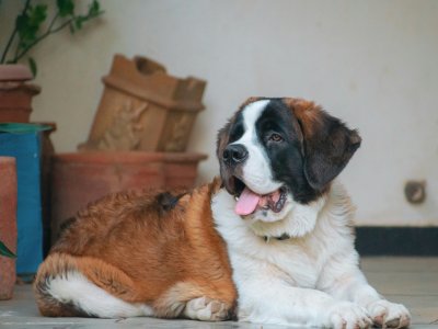 größte hunderasse der welt