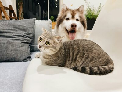 katze und hund zusammen halten