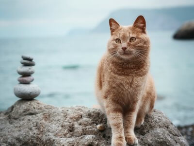 Warum sind Katzen wasserscheu