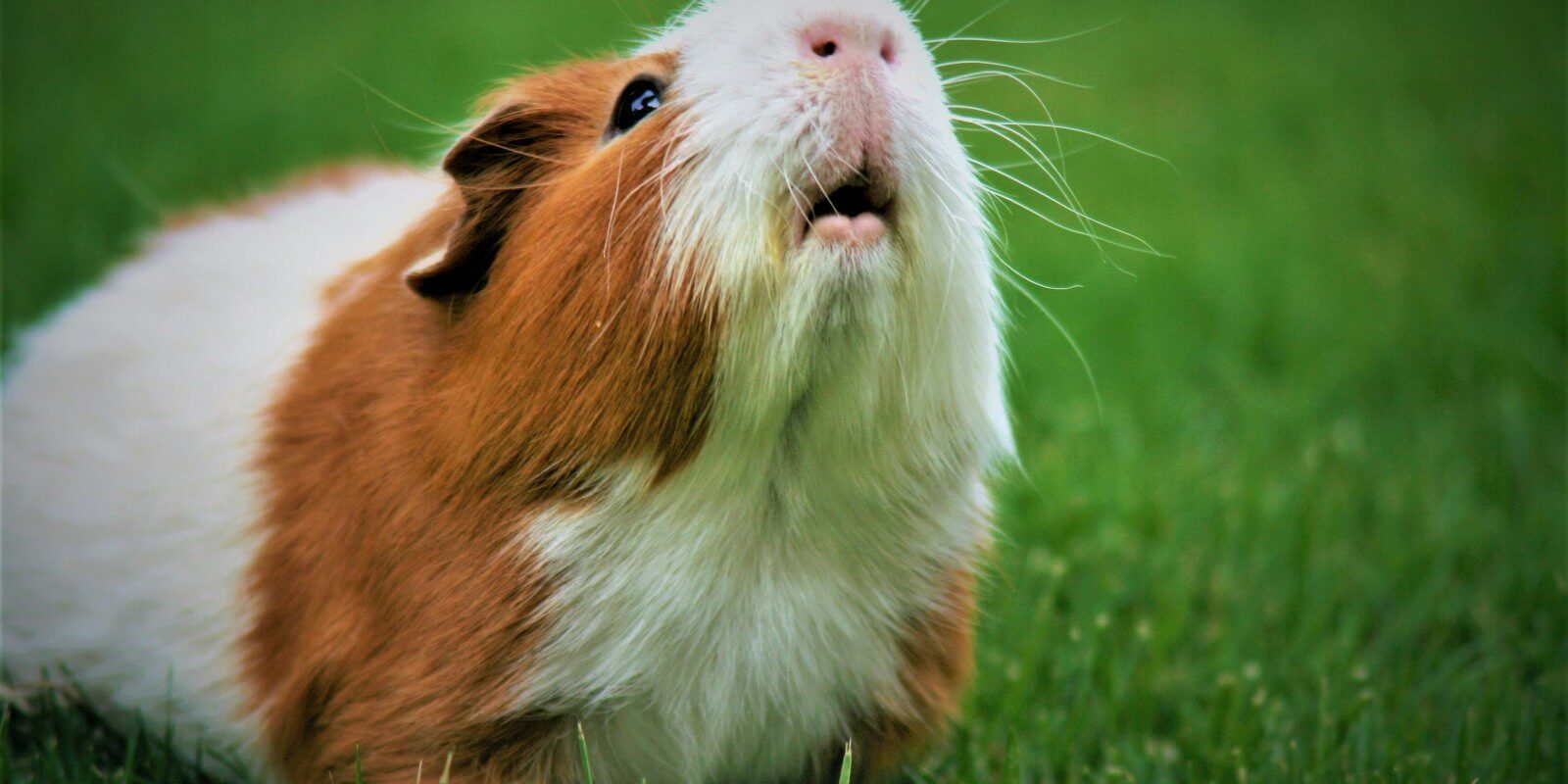 kann man meerschweinchen und kaninchen zusammen halten