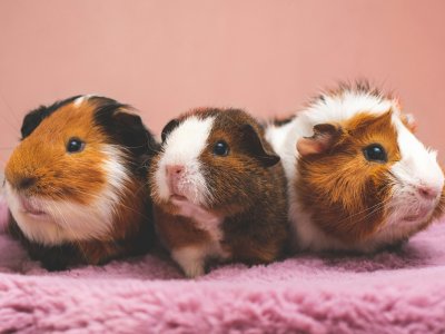 Meerschweinchen Haltung