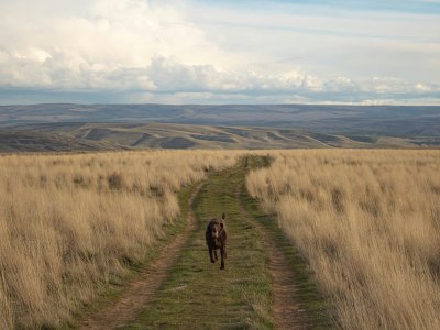 Nachhaltige Haustierprodukte
