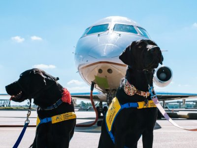 Fliegen mit Haustier