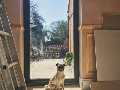 Verhaltensänderung Hund Umzug