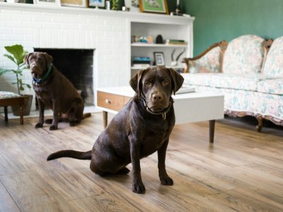 Tierhaltung in Mietwohnungen